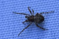 Gibbaranea bituberculata
