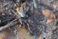 Cyclosa conica