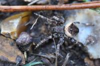 Araneus angulatus