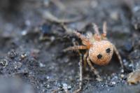 Araneus
