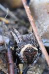 Araneus angulatus