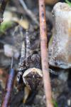 Araneus angulatus