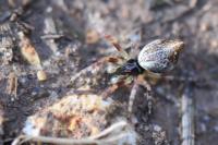 Cyclosa conica