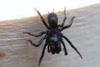 Atypus piceus
