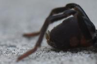 Atypus piceus