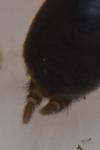 Atypus piceus