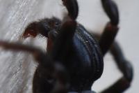 Atypus piceus