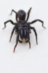 Atypus piceus