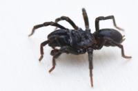 Atypus piceus