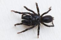 Atypus piceus