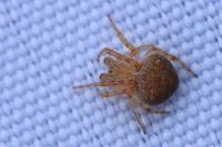 Araneus