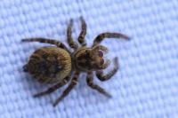 Carrhotus xanthogramma