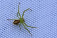 Diaea dorsata