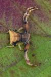 Pistius truncatus