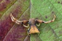 Pistius truncatus