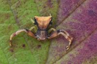 Pistius truncatus