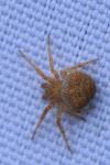 Araneus