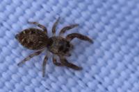 Macaroeris nidicolens