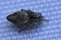 Cyclosa conica