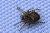 Gibbaranea gibbosa