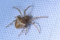 Gibbaranea bituberculata
