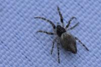 Cyclosa conica