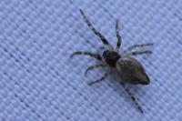 Cyclosa conica