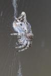 Cyclosa conica
