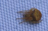 Araneus