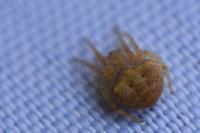 Araneus