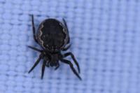 Nuctenea umbratica