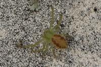 Diaea dorsata