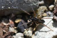 Aulonia albimana