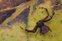Pistius truncatus