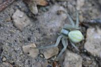 Misumena vatia