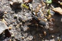 Aulonia albimana