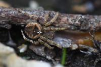 Araneus angulatus