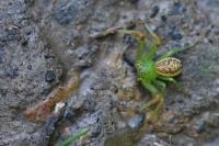 Diaea dorsata