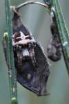 Agalenatea redii