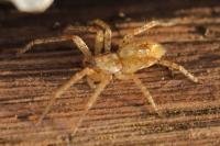 Anyphaena accentuata