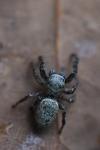 Dendryphantes rudis