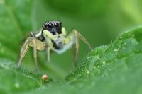 Heliophanus cupreus