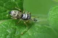 Heliophanus cupreus