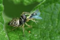 Heliophanus cupreus