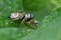 Heliophanus cupreus