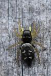 Heliophanus cupreus