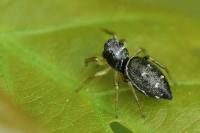 Heliophanus cupreus