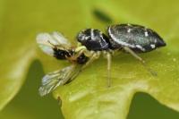 Heliophanus cupreus