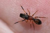 Myrmarachne formicaria