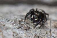 Pseudeuophrys erratica